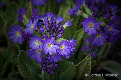 Purple Flowers_24752.jpg - Photographed at Ottawa, Ontario, Canada.